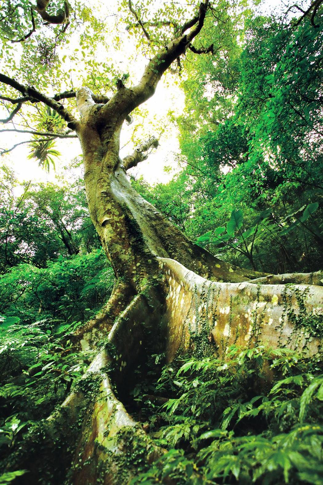 Great Roots Forestry Spa Resort Sanxia Esterno foto